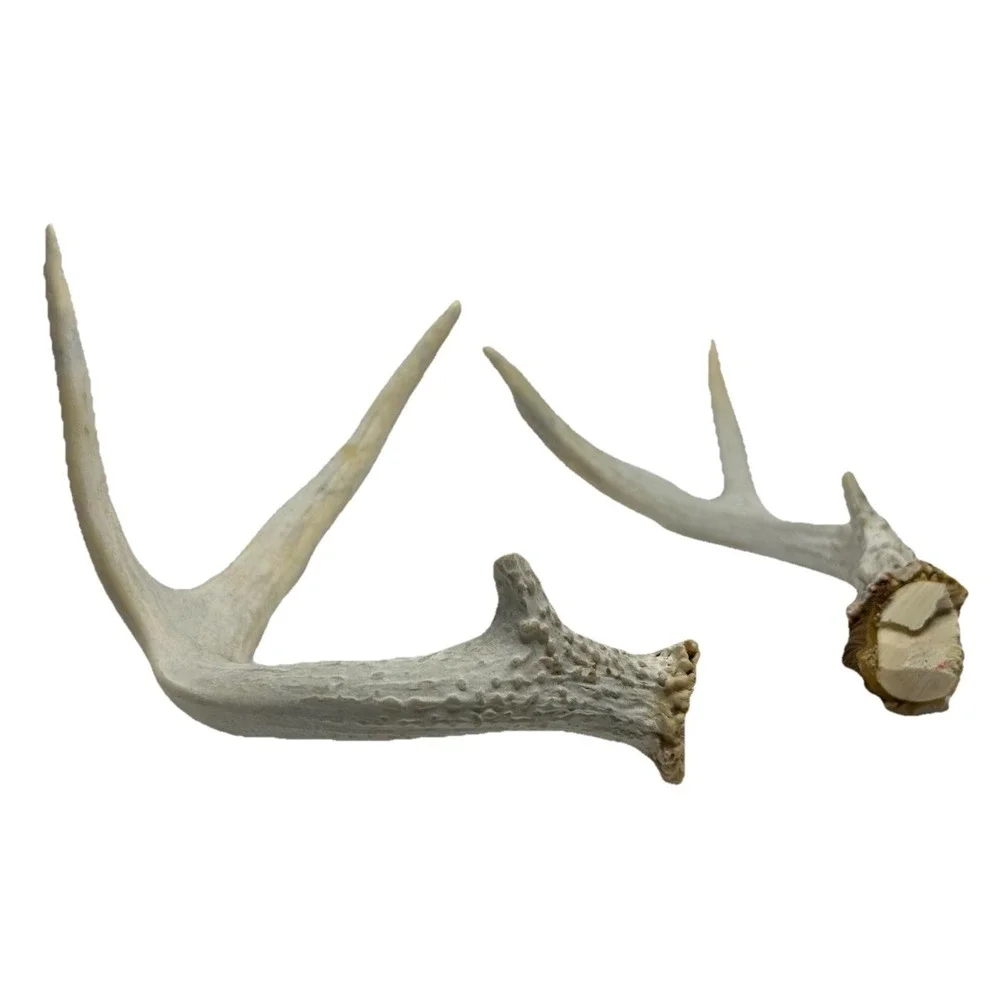 Wild 6 Point Pennsylvania Whitetail Deer Antlers Horns Decor‎ Man Cave Cabin